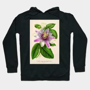 Passion Flower - Passion Vine botanical illustration Hoodie